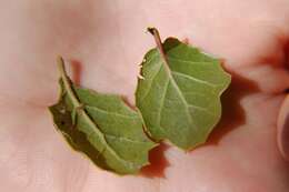 Image of interior live oak