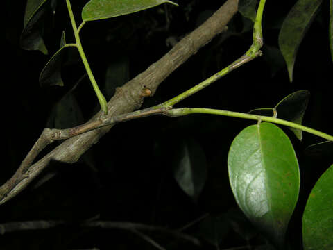 Image of pterocarpus