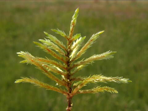 Image of Climaciaceae