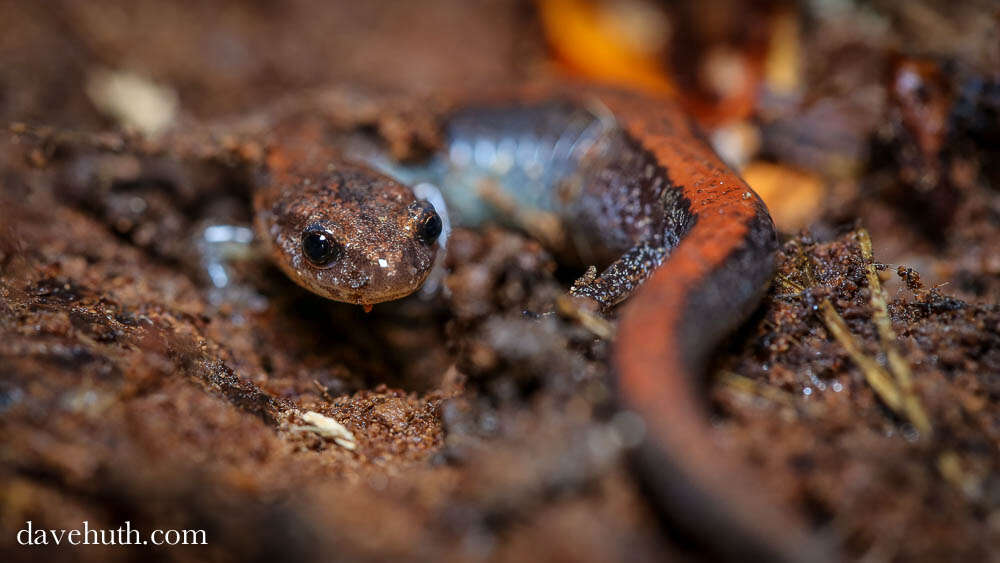 Plethodon cinereus (Green 1818) resmi