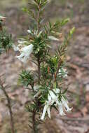 Plancia ëd Epacris impressa Labill.