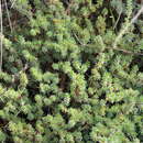 Image of Camphorosma monspeliaca subsp. monspeliaca