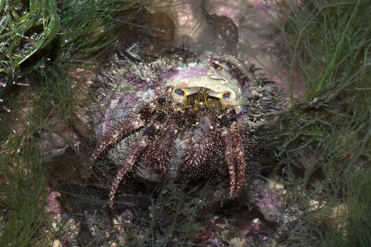 Image of Hermit Crabs and Mole Crabs