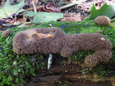 Image of Tubifera ferruginosa