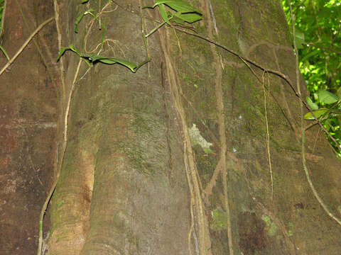 Image de Clarisia biflora Ruiz & Pav.