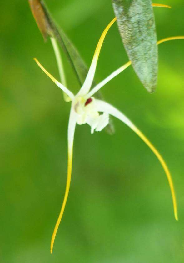 Sivun Dendrobium elongaticolle Schltr. kuva