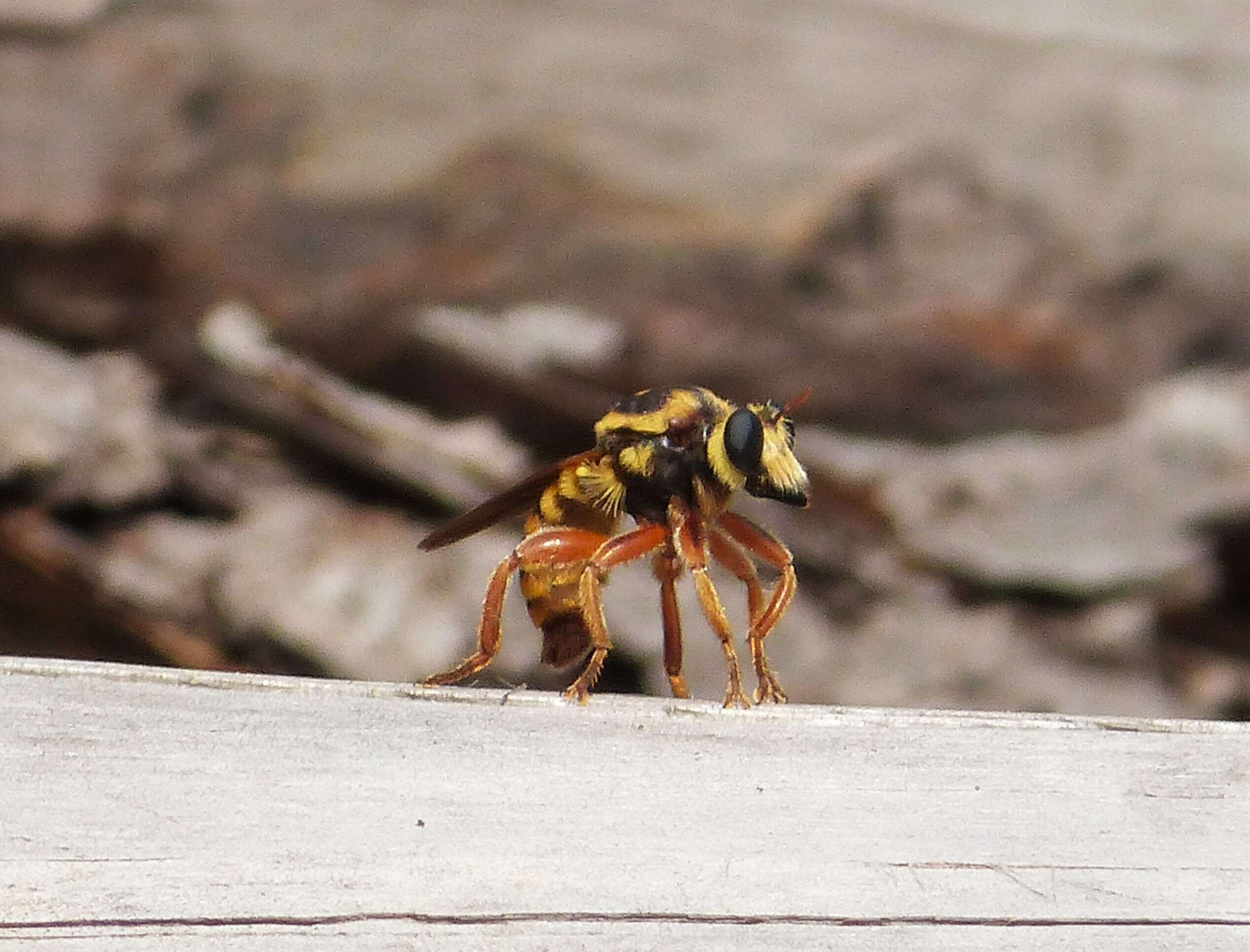 Image of Bee-like Robber Flies