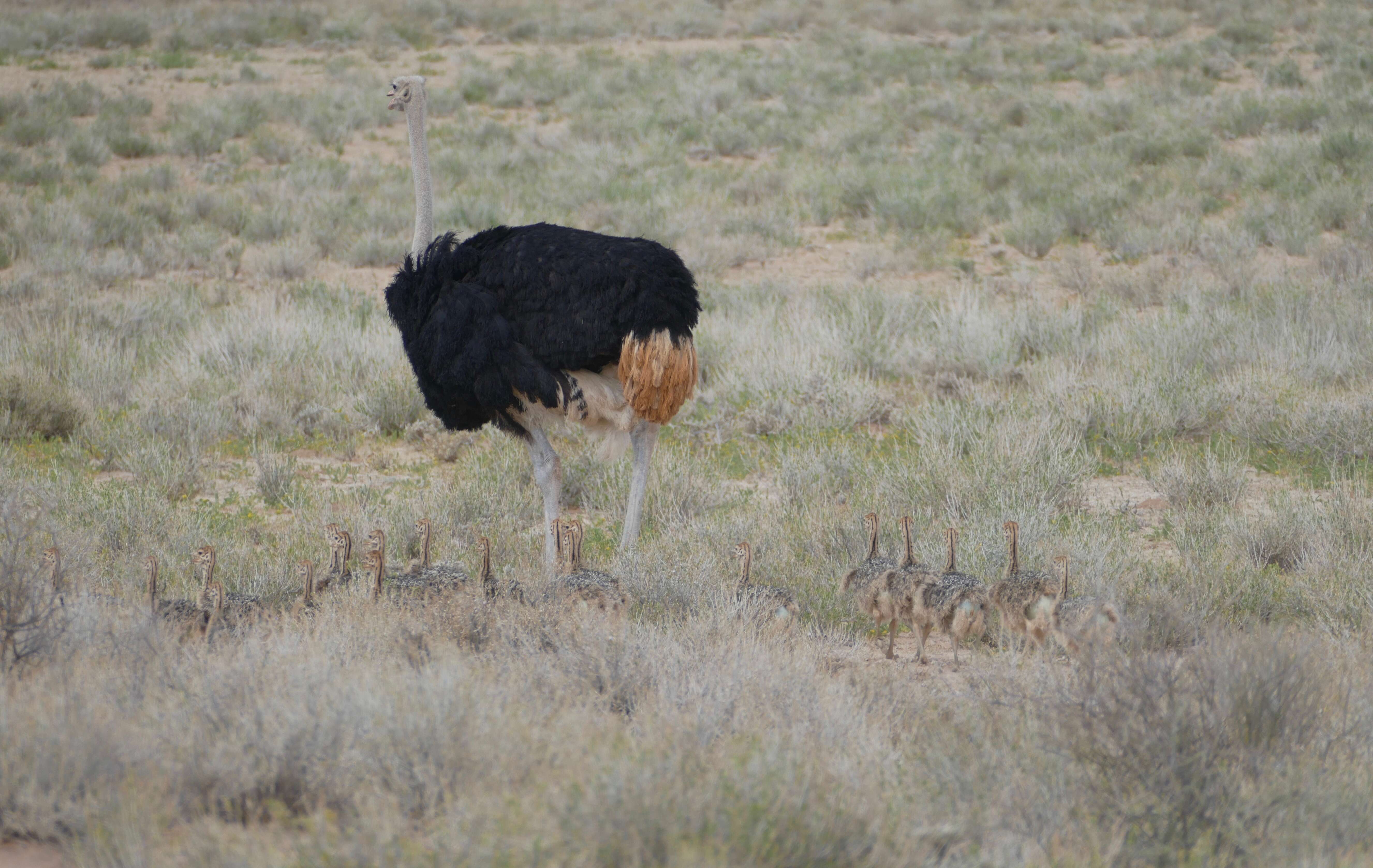 Image of Struthioniformes