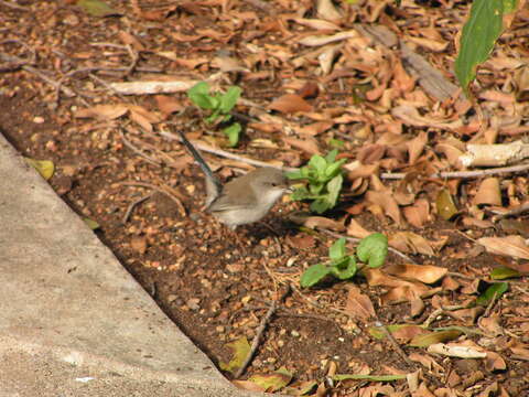 Image of Splendid Fairywren