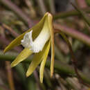 Plancia ëd Dockrillia striolata subsp. striolata