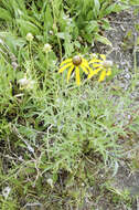 Image of pinnate prairie coneflower