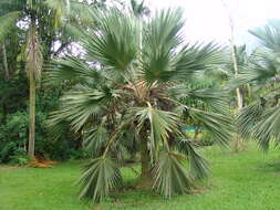 Image of Latan palm