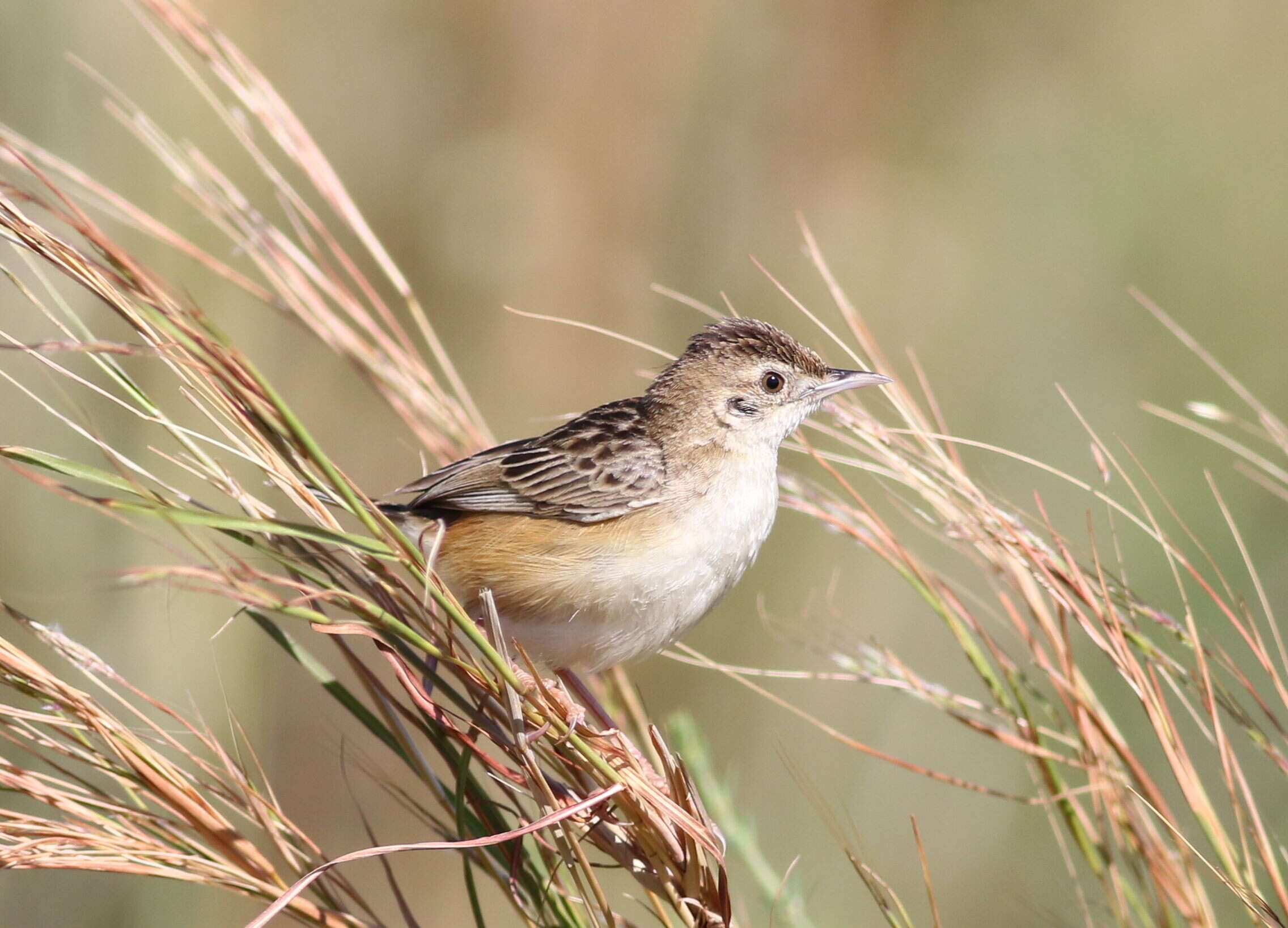 Image of Fan-tailed Cisticola