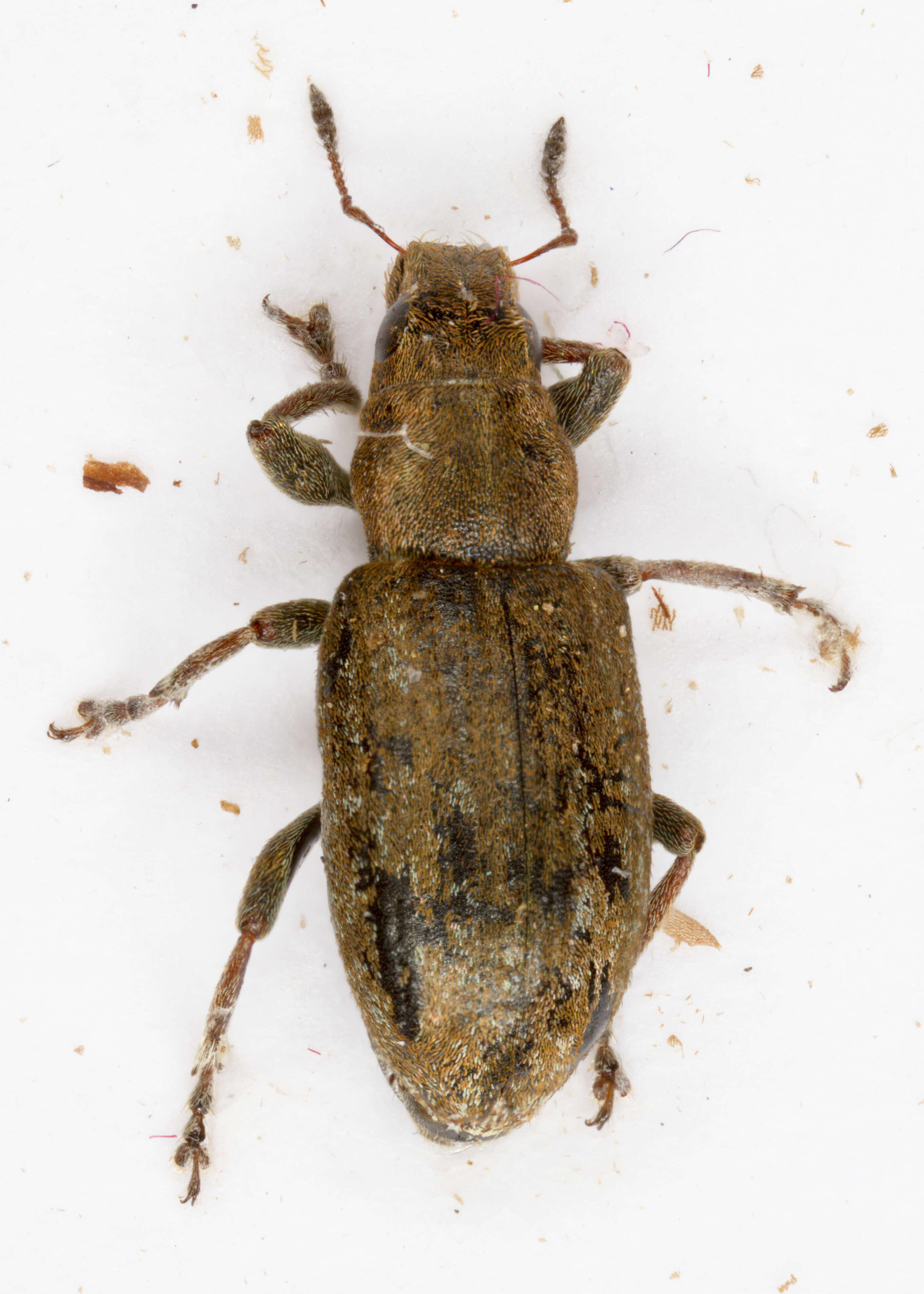 Image of Clover Root Weevil