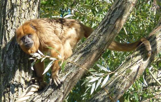 Image of Howler Monkeys