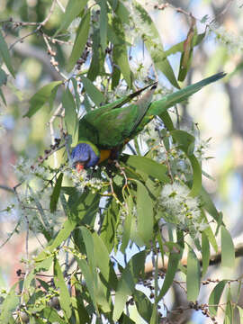 Plancia ëd Trichoglossus haematodus (Linnaeus 1771)