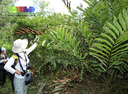 Image of leatherfern