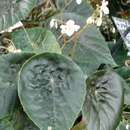 Imagem de Begonia tayabensis Merr.