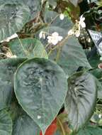 Image of Begonia tayabensis Merr.