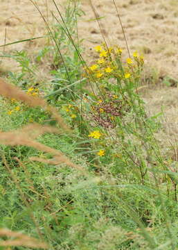 Image of St John's wort