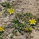 Image of Ranunculus prasinus Y. Menadue