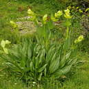 Image of Gentiana lutea subsp. lutea