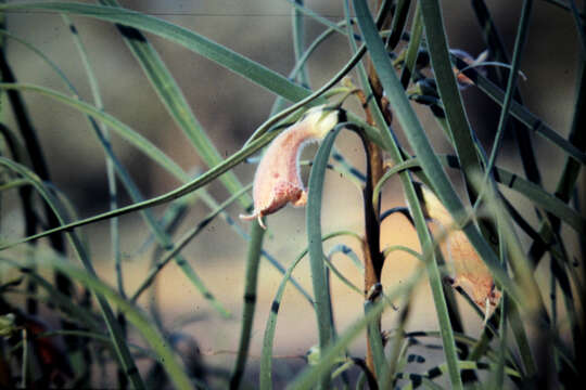 Image of Eremophila longifolia (R. Br.) F. Muell.