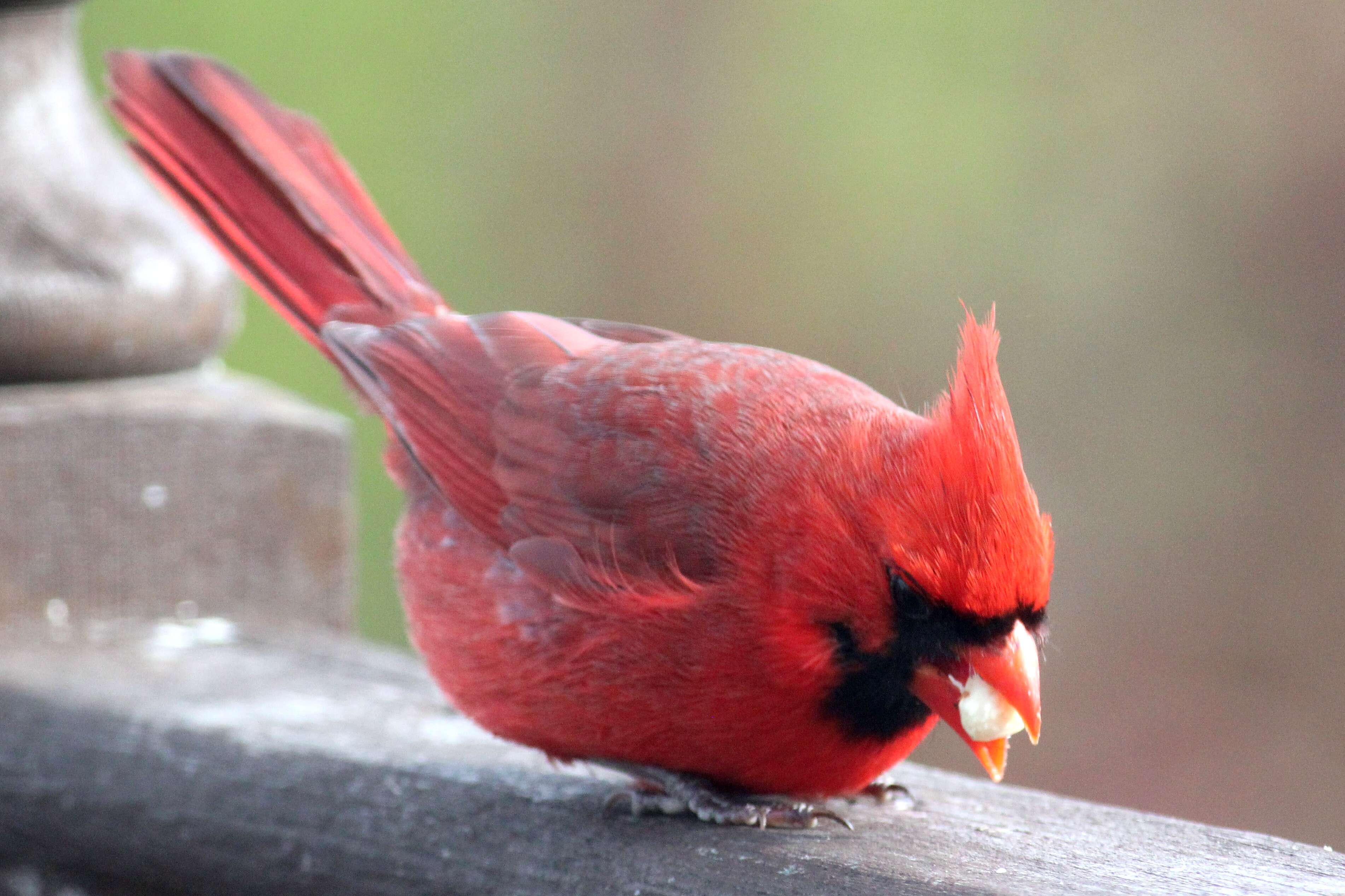 Image of Cardinalis Bonaparte 1838