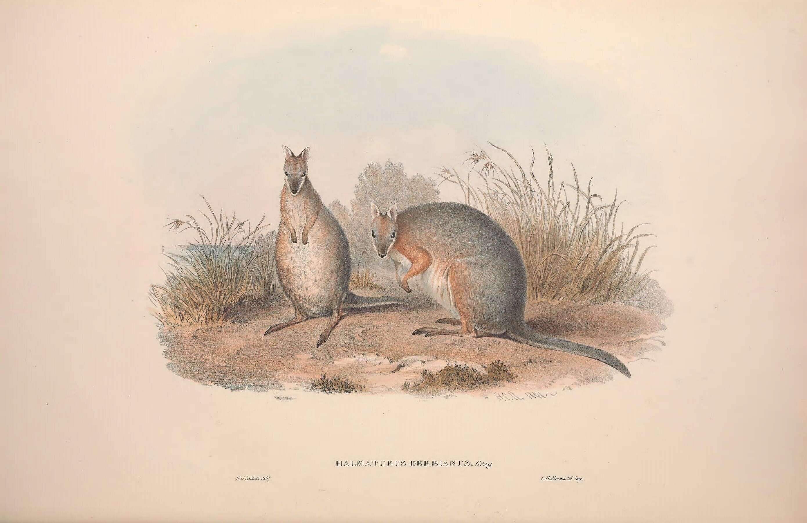 Image of <i>Halmaturus derbianus</i> Gray 1837