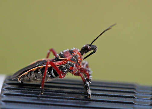 صورة Apiomerus floridensis Berniker & Szerlip ex Berniker et al. 2011