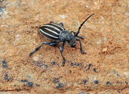 Image of Iberodorcadion fuliginator (Linné 1758)