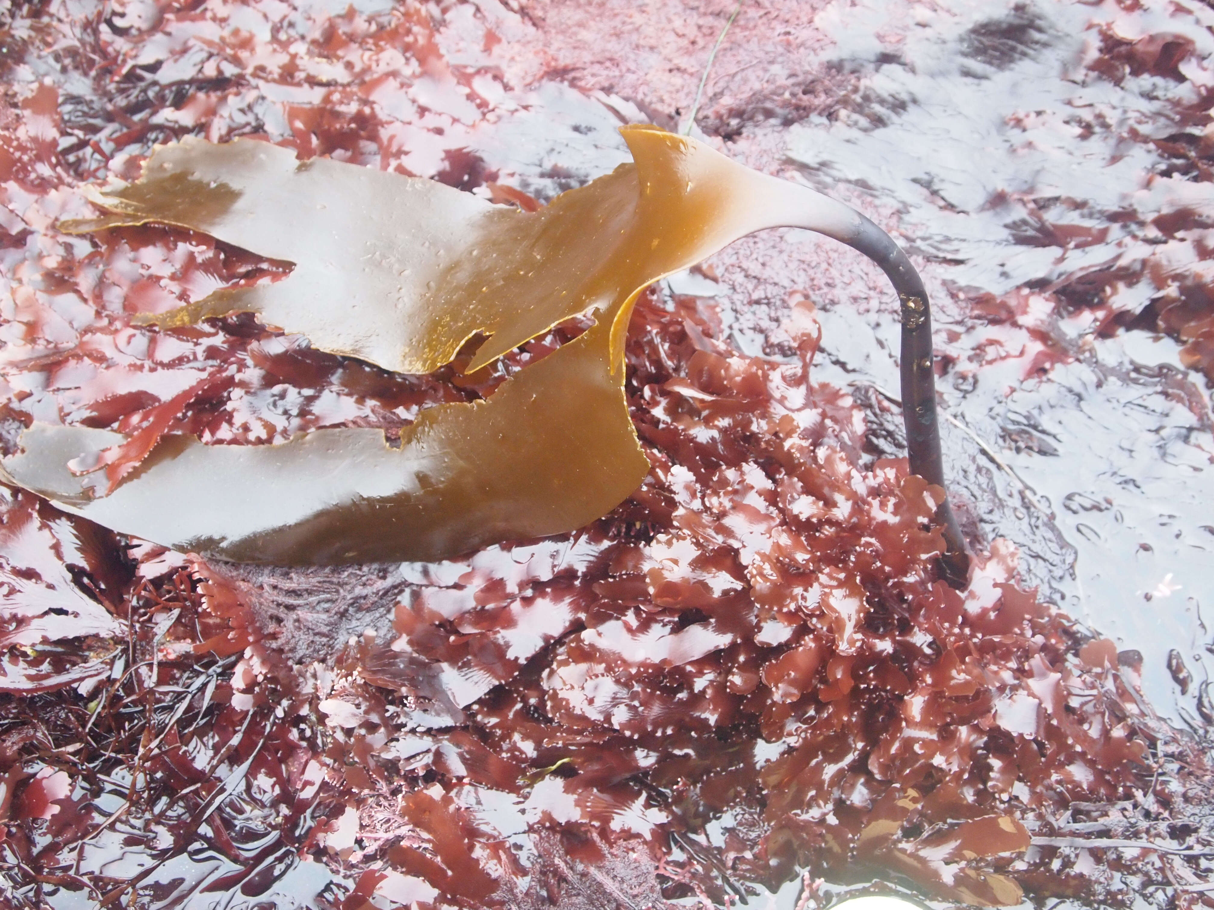 Image of brown algae