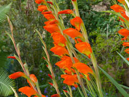 Imagem de Gladiolus dalenii subsp. dalenii