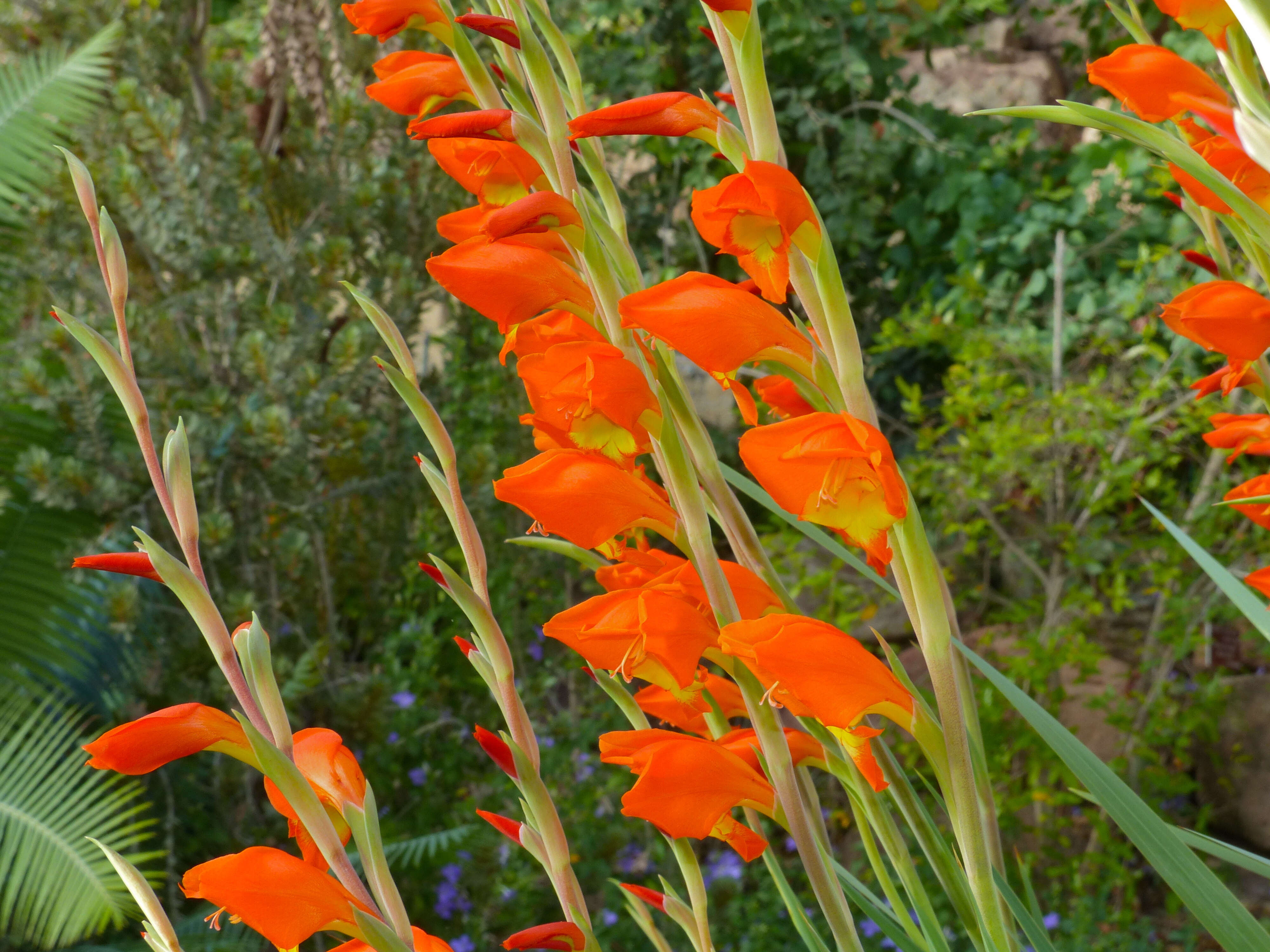 Imagem de Gladiolus dalenii subsp. dalenii