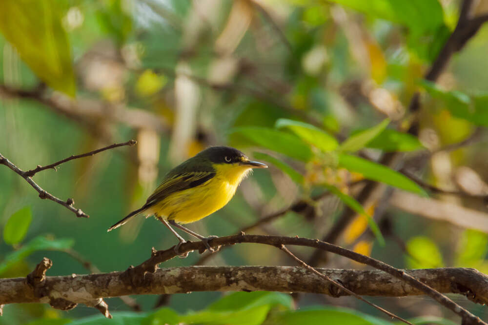 Plancia ëd Todirostrum cinereum (Linnaeus 1766)