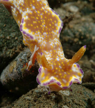 Image of Purple edged yellow spot slug