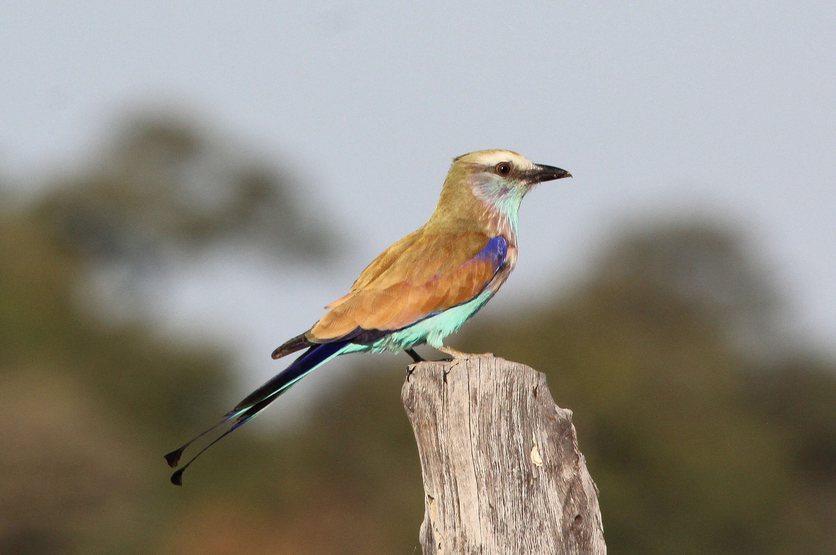 Sivun Coracias Linnaeus 1758 kuva