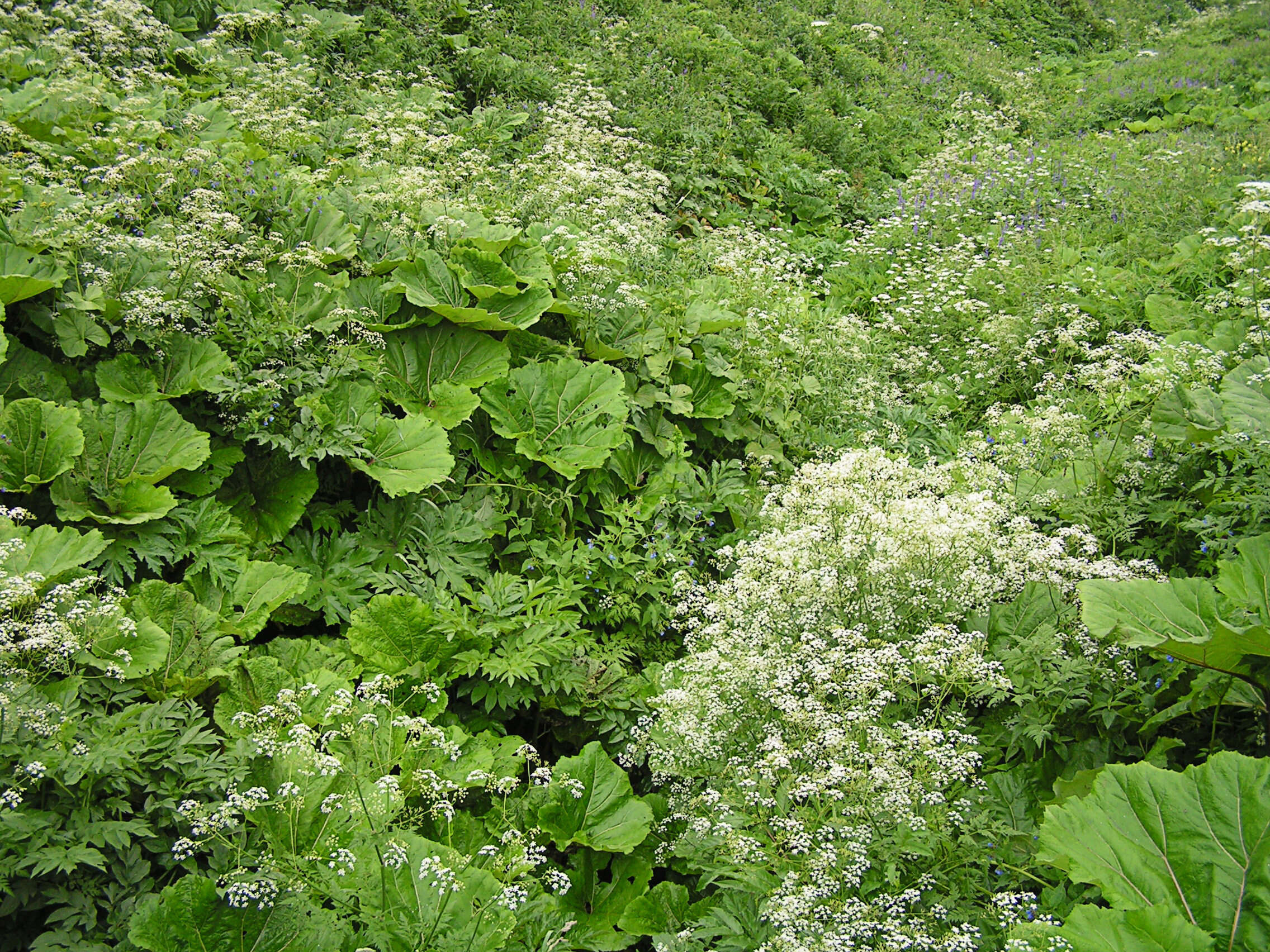 Imagem de Heracleum