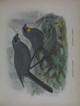 Image of Kokako