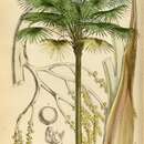 Image of Cabbage-tree palm