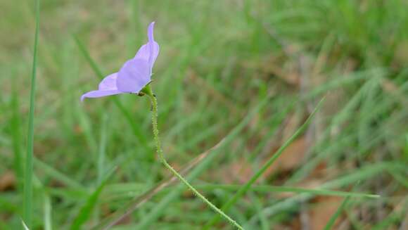 صورة Wahlenbergia gracilenta Lothian