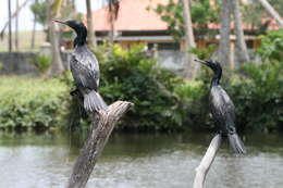 Image of waterbirds