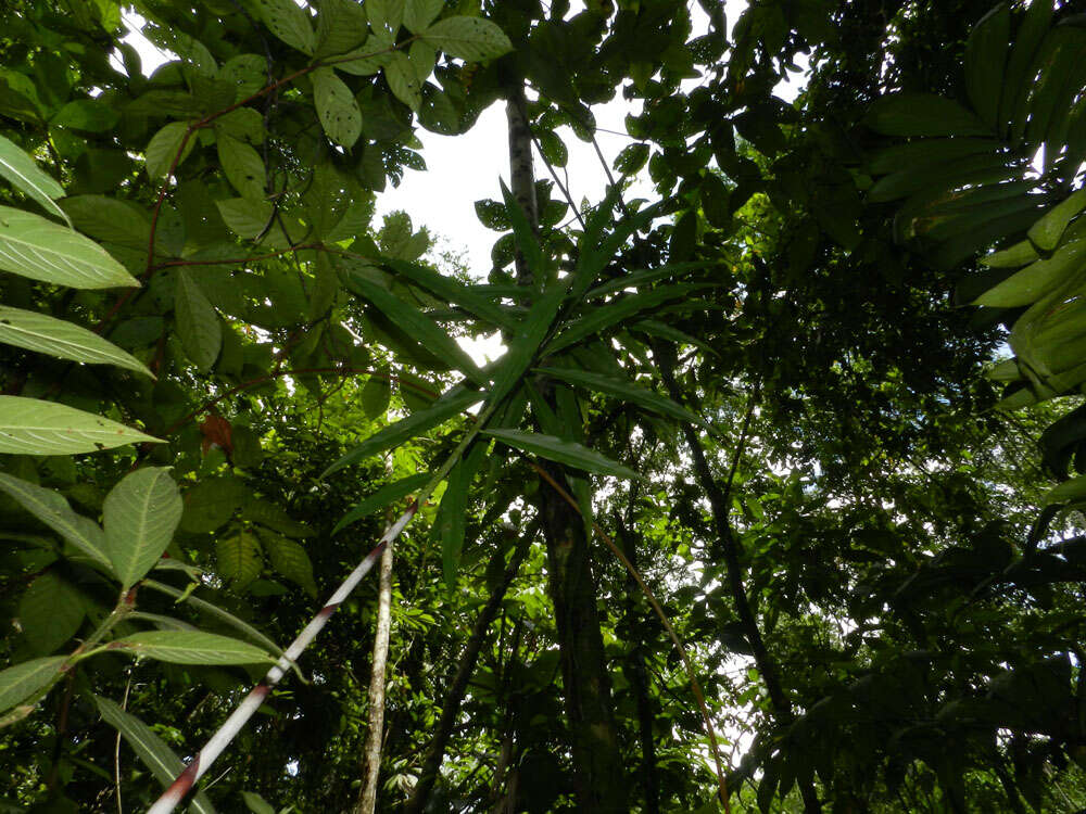 Image of Costus stenophyllus Standl. & L. O. Williams