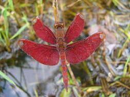 Image of Neurothemis Brauer 1867