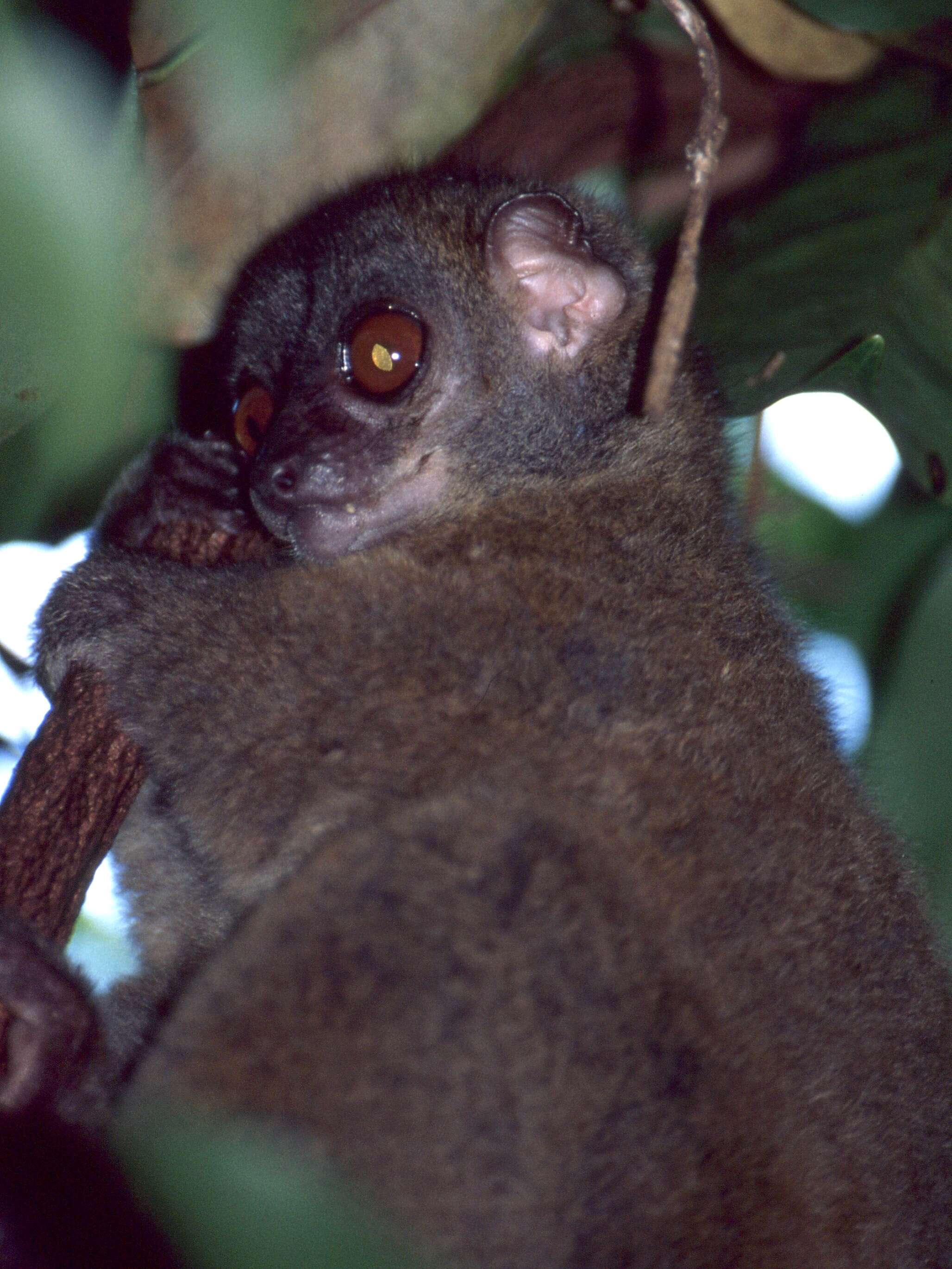 Image of Hawks' Sportive Lemur