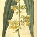 Image of Cyrtopodium andersonii (Lamb. ex Andrews) R. Br.