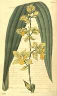 Imagem de Cyrtopodium andersonii (Lamb. ex Andrews) R. Br.