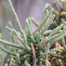 صورة Tecticornia pergranulata subsp. pergranulata