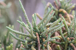 Image of Tecticornia pergranulata (J. M. Black) K. A. Sheph. & Paul G. Wilson