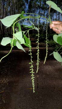 Image of Dioscorea stegelmanniana R. Knuth